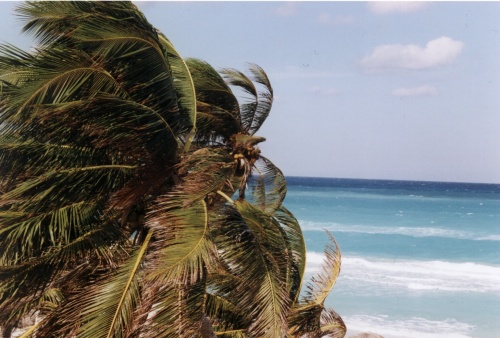 Palme im Wind
